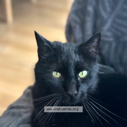 Photo 1/1 Wasabi Chat lost in Merignac