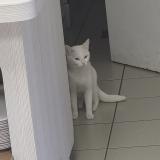 Picture of cat found at Strasbourg