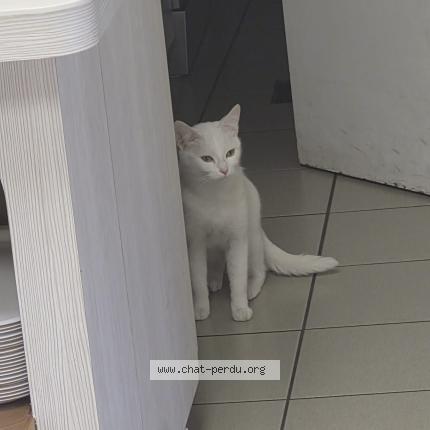 Photo 1/1 Cat reunited Found in Strasbourg