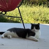 Picture of cat found at Portet Sur Garonne