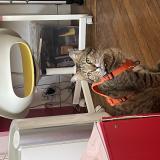 Picture of cat lost at Pouilly En Auxois