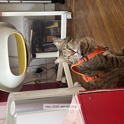 Photo 1/1 Julien Chat lost in Pouilly en auxois