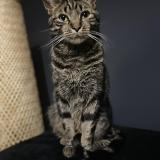 Picture of cat lost at Nogent Sur Oise