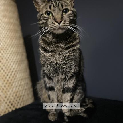 Photo 1/1 Tigrou Chat lost in Nogent sur oise