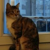 Picture of cat lost at Poitiers