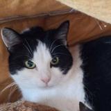 Picture of cat lost at Lys Lez Lannoy