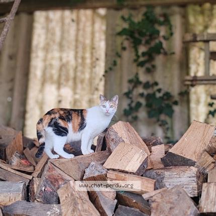 Photo 1/1 Chipounette Chat lost in Palluau