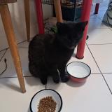 Picture of cat found at Bagnolet