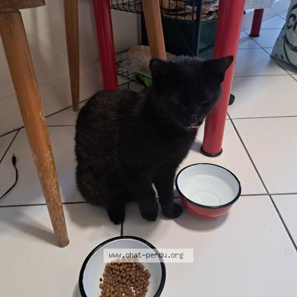 Photo 1/3 Found cat Found in Bagnolet