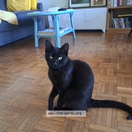 Photo 2/3 Found cat Found in Bagnolet
