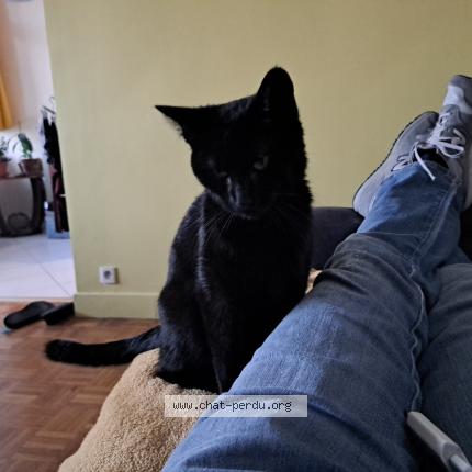 Photo 3/3 Found cat Found in Bagnolet