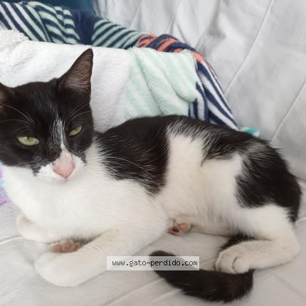 Photo 1/1 Found cat Found in San isidro lima