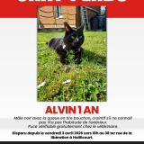 Picture of cat lost at Haillicourt