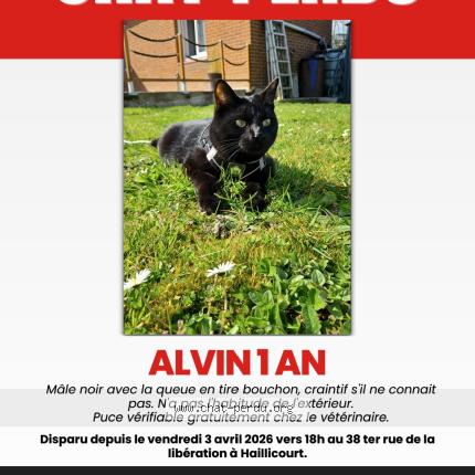 Photo 1/1 Alvin Chat lost in Haillicourt