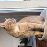 Picture of cat lost at La Boissiere Sur Evre