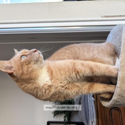 Photo 1/1 Shiva Chat lost in La boissiere sur evre