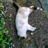 Picture of cat found at La Tremblade