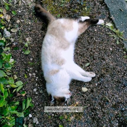 Photo 1/1 Found cat Found in La tremblade