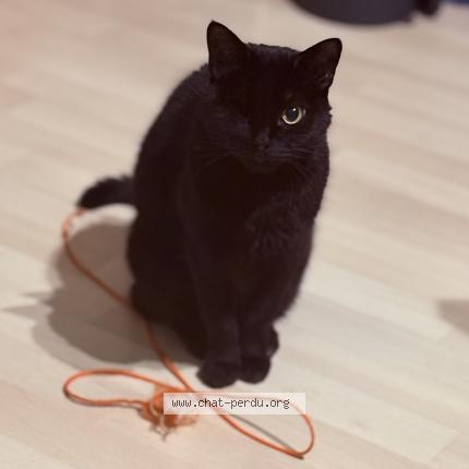 Photo 1/1 Oggy Chat lost in Bihorel