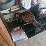 Picture of cat lost at Rixhiem