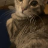 Picture of cat lost at Vaienciennes