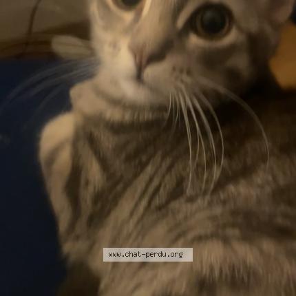 Photo 1/1 Scarlette Chat lost in Vaienciennes