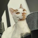 Picture of cat lost at Charbonnier Les Mines