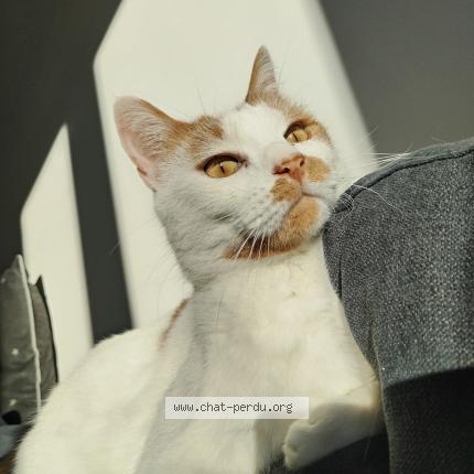 Photo 1/1 Potkoll Chat lost in Charbonnier les mines