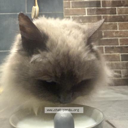 Photo 1/1 Found cat Found in Pellevoisin