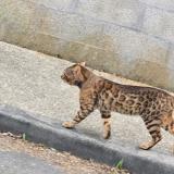 Picture of cat found at Saint Medard En Jalles