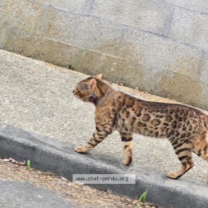Photo 1/1 Found cat Found in Saint medard en jalles
