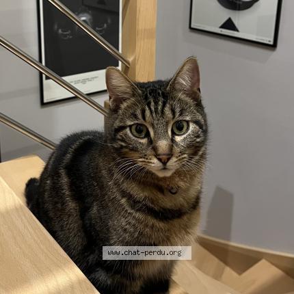 Photo 1/1 Mushu Chat lost in Neuville sur sarthe