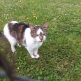 Picture of cat found at Jouy En Josas
