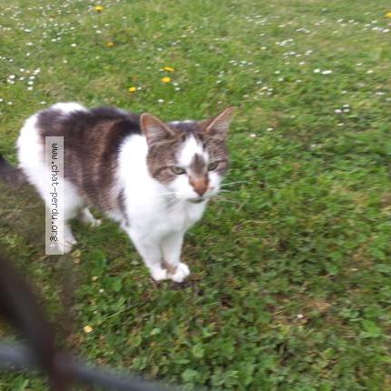 Photo 1/2 Found cat Found in Jouy en josas