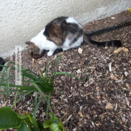 Photo 2/2 Found cat Found in Jouy en josas