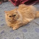 Picture of cat lost at Nagpur