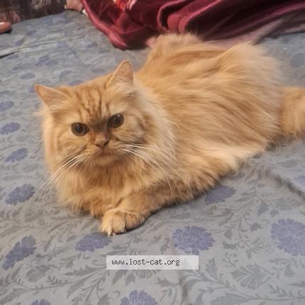 Photo 1/1 Bella Chat lost in Nagpur