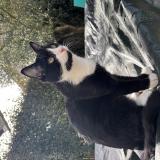 Picture of cat lost at Eysines