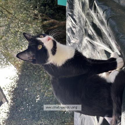 Photo 1/1 Chips Chat lost in Eysines