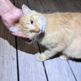 Picture of cat found at Saint Barthelemy