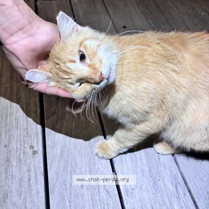 Photo 1/1 Found cat Found in Saint barthelemy