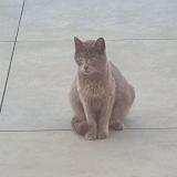 Picture of cat found at Dax