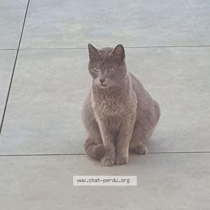 Photo 1/1 Found cat Found in Dax