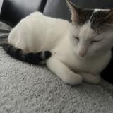 Picture of cat lost at Sucy En Brie