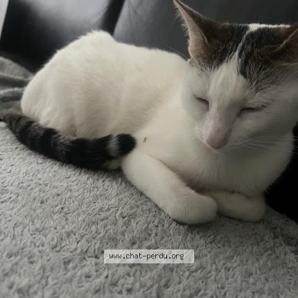 Photo 1/1 Felixia Chat lost in Sucy en brie