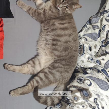 Photo 1/1 Kays Chat lost in Nages et solorgues