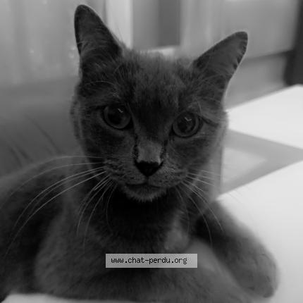 Photo 1/1 Joy Chat lost in Manthelan