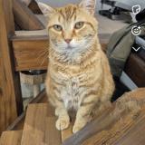 Picture of cat lost at Velles