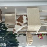 Picture of cat lost at Vucherens