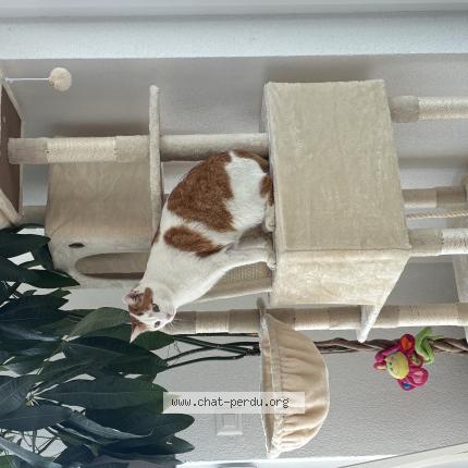 Photo 1/1 Spike Chat lost in Vucherens